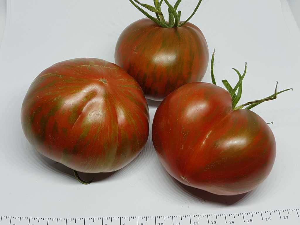 Berkeley Tie Dye Heart